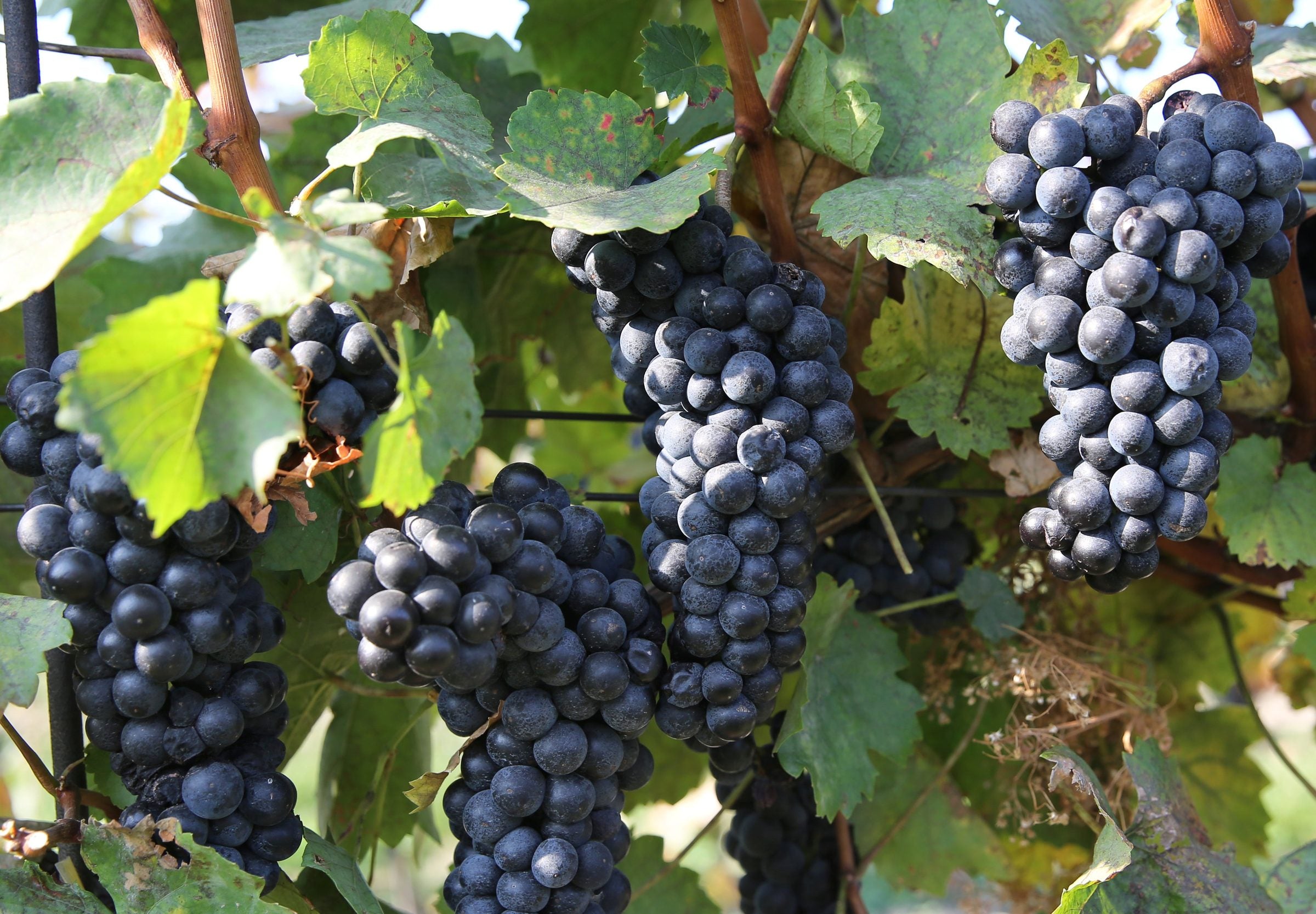 Strapce červeného hrozna a listy, vinič