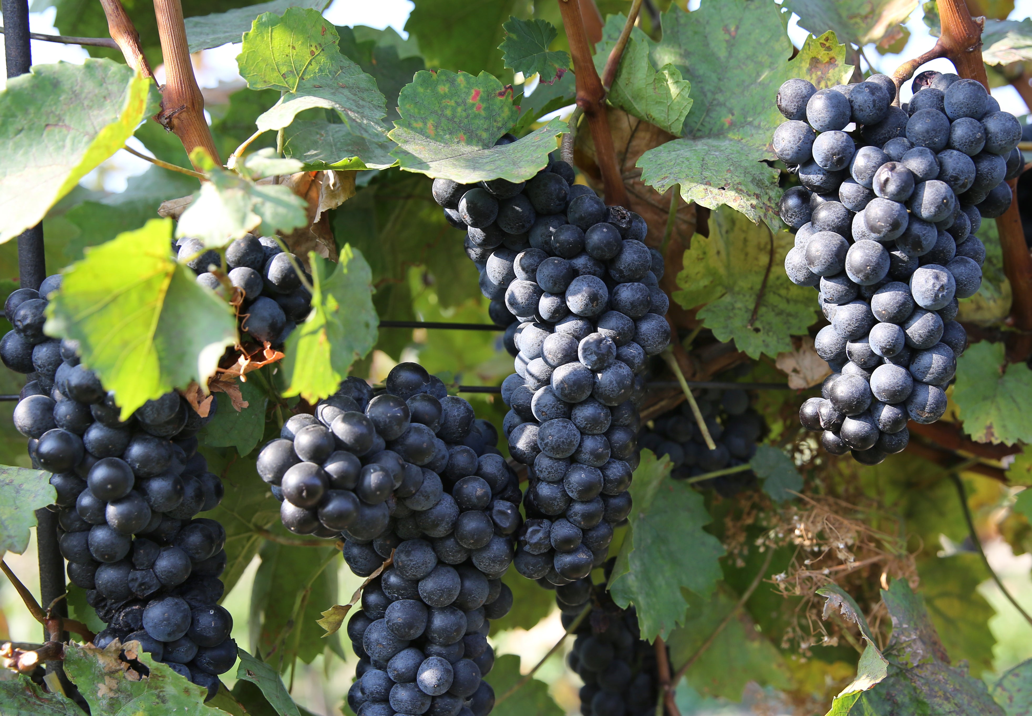 Strapce červeného hrozna a listy, vinič